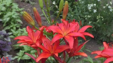 Bahçe Lily kırmızı yaz bahçesinde