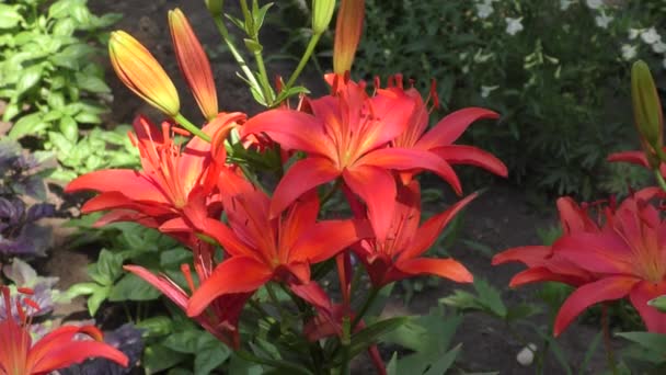 Tuin Lily Rood Zomertuin — Stockvideo