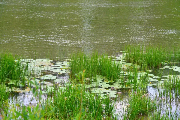 Morning River Summer Cloudy Weather — Stock Photo, Image