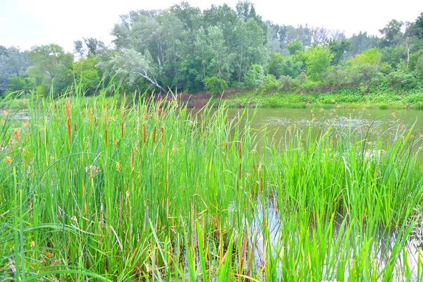 曇りの天気で夏の川の朝 — ストック写真