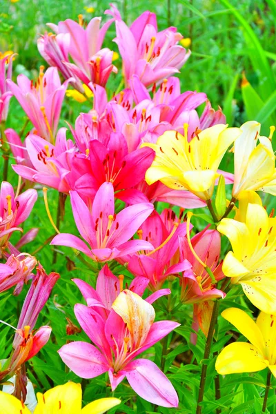Garten Lilie Violette Farbe Sommer Tag — Stockfoto