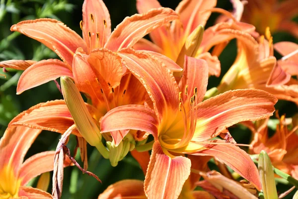 Giglio Giardino Colore Arancione Una Giornata Estiva — Foto Stock