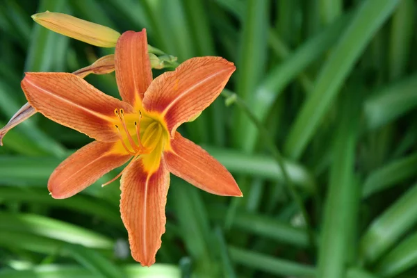 Jardín Lily Color Naranja Día Verano —  Fotos de Stock