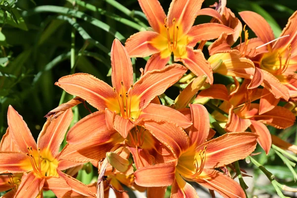 Garden Lily Orange Couleur Sur Une Journée Été — Photo
