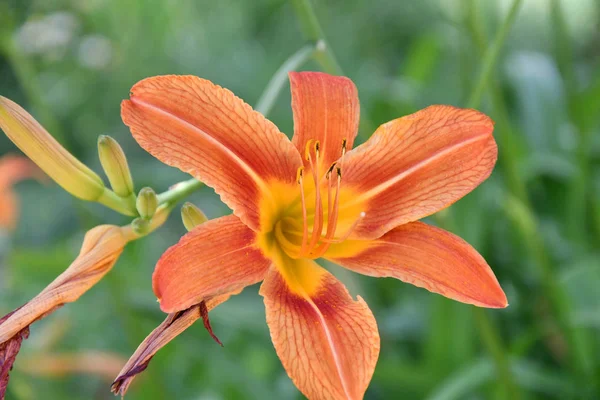 Jardín Lily Color Naranja Día Verano —  Fotos de Stock