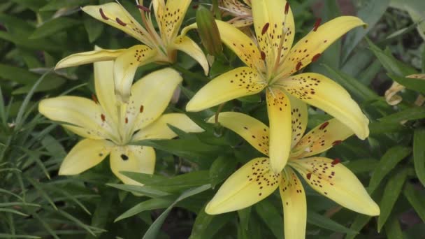 Κήπος Lily Κίτρινο Στο Flecked Καλοκαίρι — Αρχείο Βίντεο