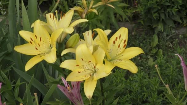 Jardim Lírio Amarelo Flecked Verão — Vídeo de Stock