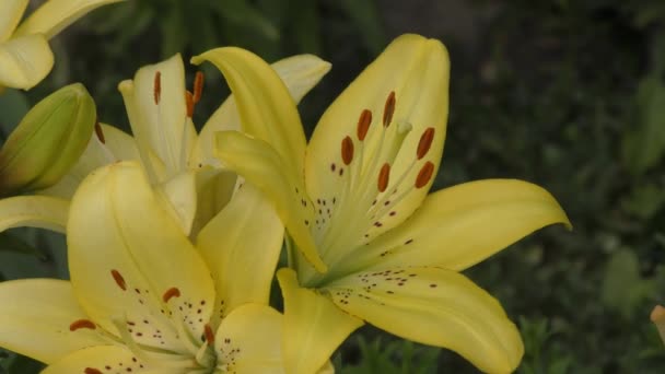 Trädgård Lily Gul Fläckig Sommaren — Stockvideo