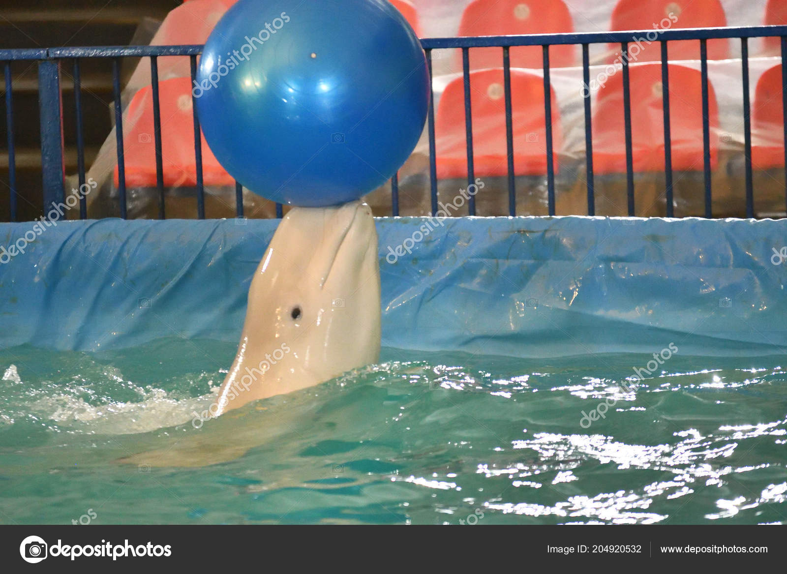 Belukha Type Toothed Whales Performs Exercise Ball Stock Photo