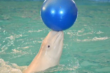 Belukha type of toothed whales performs an exercise with a ball clipart