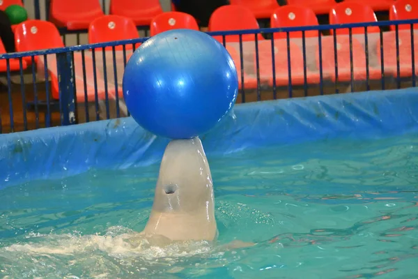 Belukha type of toothed whales performs an exercise with a ball