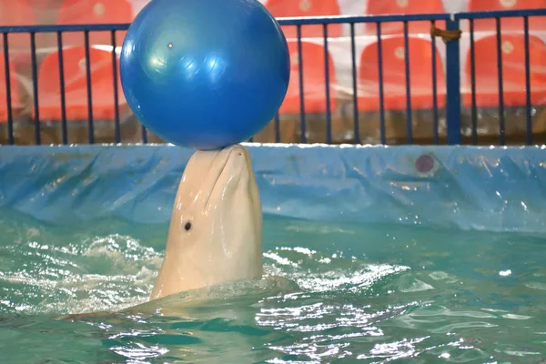 Belukha type of toothed whales performs an exercise with a ball