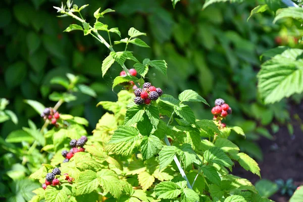 Κήπος Blackberry Μια Καυτή Ημέρα Στον Καλοκαιρινό Κήπο — Φωτογραφία Αρχείου