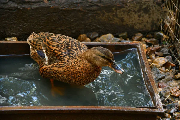 Pato Toma Agua Día Caluroso —  Fotos de Stock