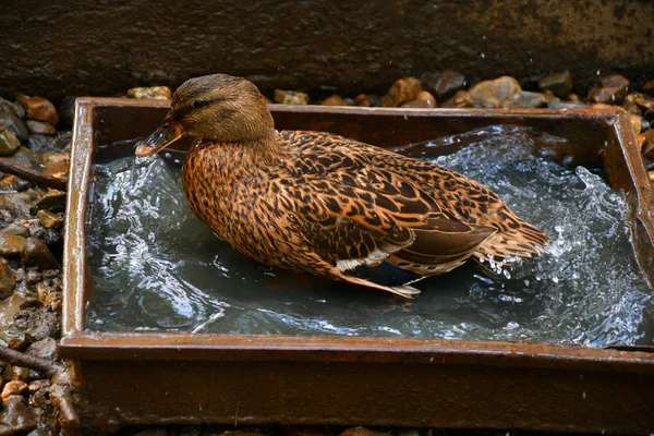 鸭子在炎热的天气里喝水 — 图库照片