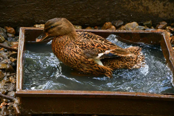 Pato Toma Agua Día Caluroso —  Fotos de Stock