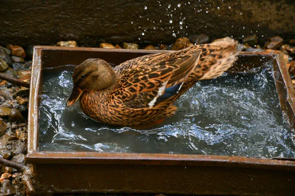 Dukk Tar Vann Varm Dag – stockfoto