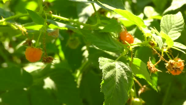 Raspberry Yellow Color Summer Garden — Stock Video