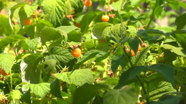 Raspberry Yellow Color Summer Garden — Stock Video