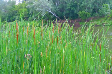 Nehri üzerinde sabah bulutlu hava yaz