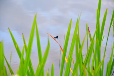 Nehri üzerinde sabah bulutlu hava yaz