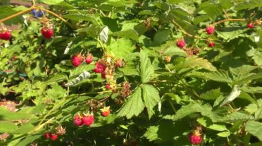 Ahududu yaz bahçesinde