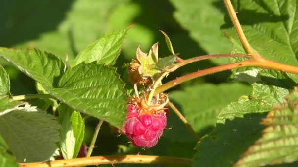 Framboise Dans Jardin Été — Video