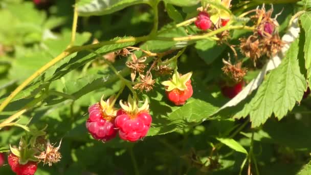 夏の庭のラズベリー — ストック動画