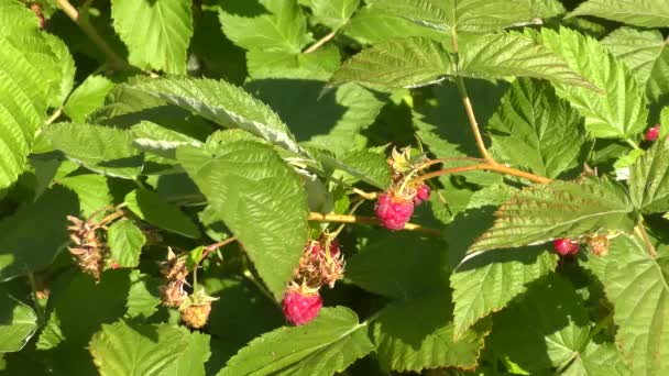 Framboise Dans Jardin Été — Video