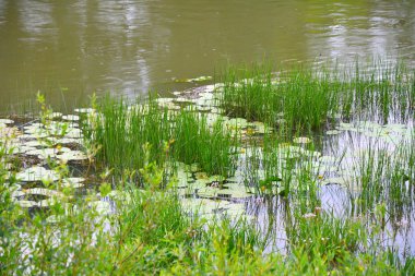Nehri üzerinde sabah bulutlu hava yaz