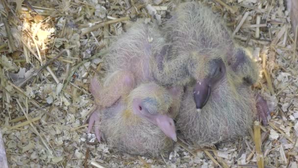 两个新生儿邮寄鸽子 — 图库视频影像