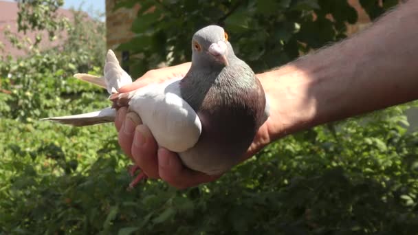 Pigeon Postal Main Autocar Pigeons Dans Jardin Été — Video