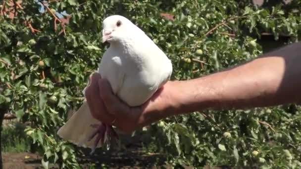 Posta Güvercini Arabasında Yaz Bahçesinde Güvercinler — Stok video