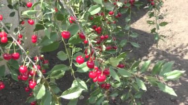 Yaz bahçesinde olgun kirazlar