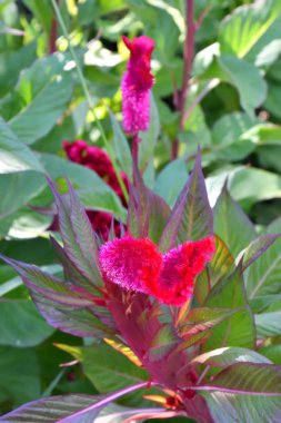 Sıcak bir günde yaz bahçesinde solmayan çiçek çiçek