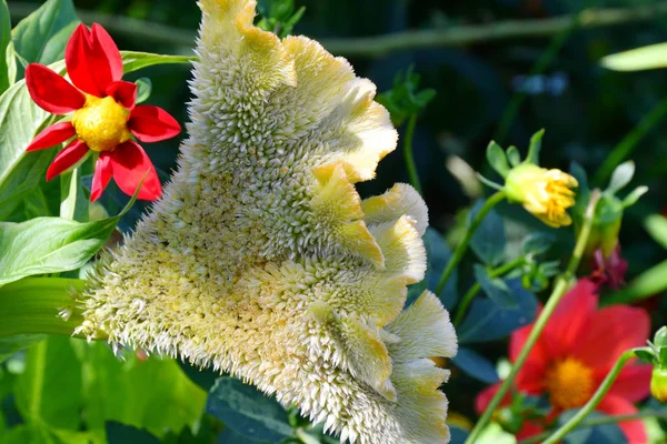 Amaranth Blüte Sommergarten Einem Heißen Tag — Stockfoto