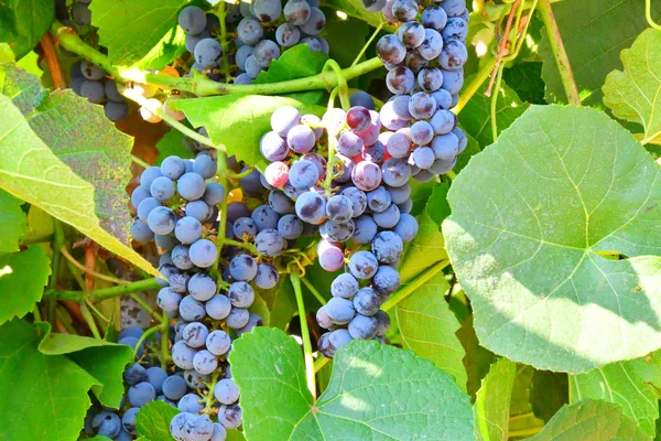 Bunch Purple Grapes Color Summer Garden — Stock Photo, Image