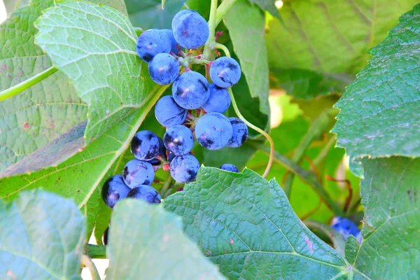 Bouquet Couleur Pourpre Raisin Dans Jardin Été — Photo