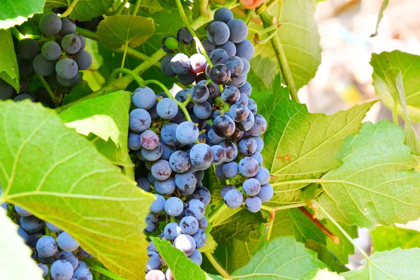 Bunch Purple Grapes Color Summer Garden — Stock Photo, Image