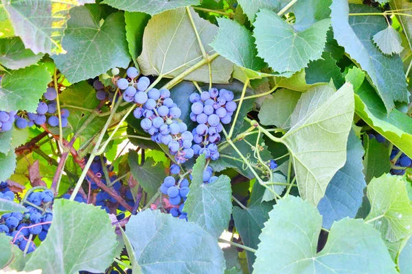 Bouquet Couleur Pourpre Raisin Dans Jardin Été — Photo