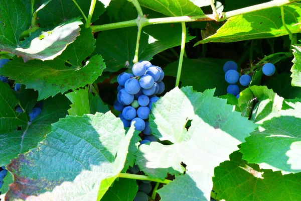 Bunch Purple Grapes Color Summer Garden — Stock Photo, Image