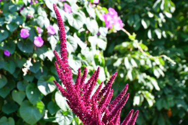 Sıcak bir günde yaz bahçesinde solmayan çiçek çiçek