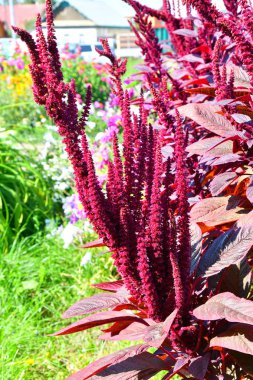 Sıcak bir günde yaz bahçesinde solmayan çiçek çiçek