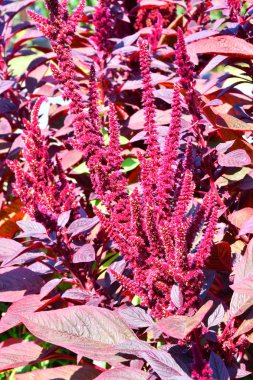 Sıcak bir günde yaz bahçesinde solmayan çiçek çiçek