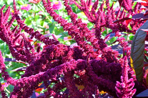 Sıcak bir günde yaz bahçesinde solmayan çiçek çiçek