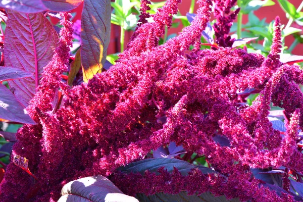 Sıcak bir günde yaz bahçesinde solmayan çiçek çiçek