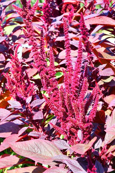 Amaranth Flower Summer Garden Hot Day — Stock Photo, Image