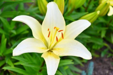 Bahçe Lily sarı yaz bahçesinde