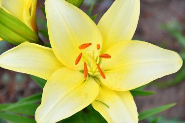 Bahçe Lily sarı yaz bahçesinde