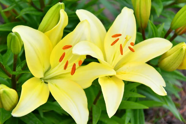 Bahçe Lily sarı yaz bahçesinde